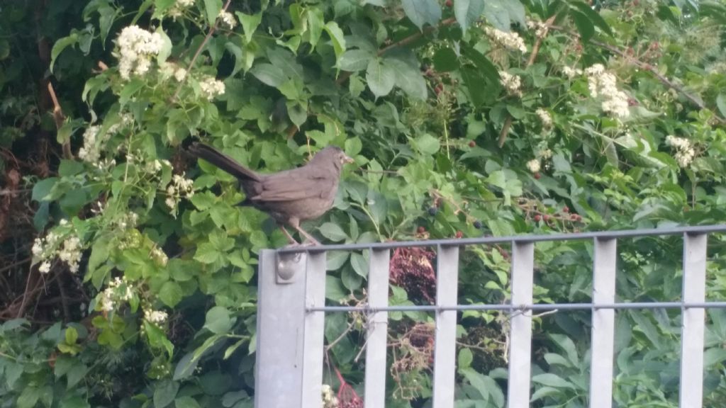 Merlo (Turdus merula), femmina